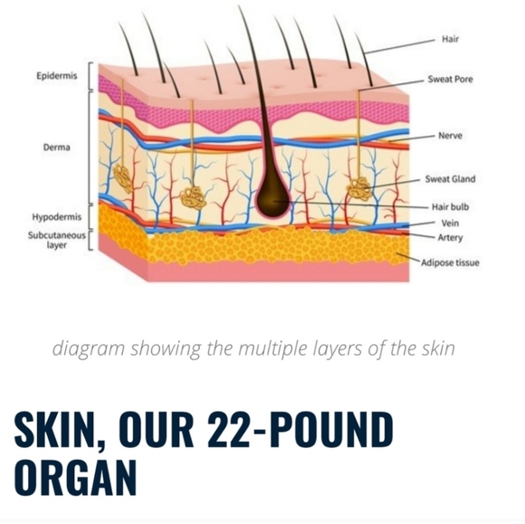 Cucumber Melon Body Lotion - Picture 5 of 8